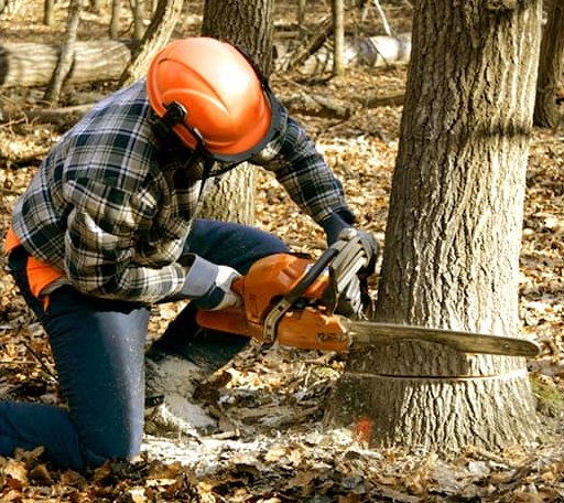 Tree Removal in Bellville, TX